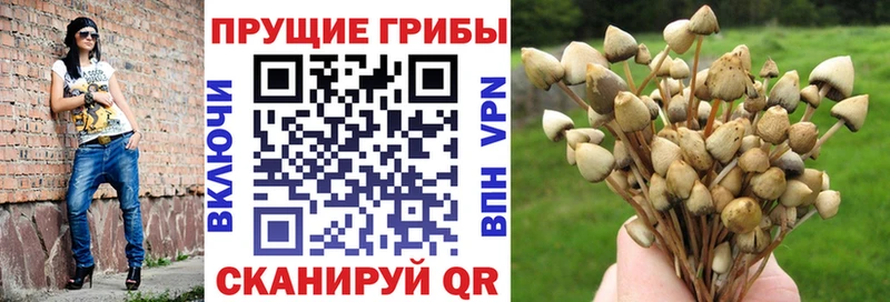 Галлюциногенные грибы Cubensis  Октябрьский 